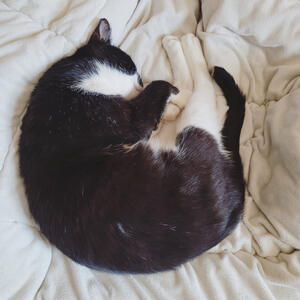 Xiao curled up like a croissant Xiao curled up like a croissant