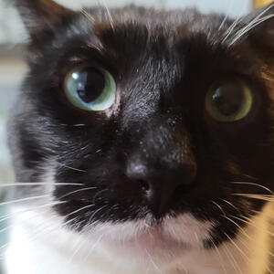 Xiao Closeup Xiao Closeup